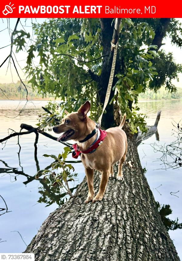 Lost Male Dog last seen Serca de la Calle Jeffrey en Brooklyn park MD, Baltimore, MD 21225