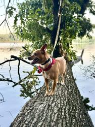 Lost Male Dog last seen Serca de la Calle Jeffrey en Brooklyn park MD, Baltimore, MD 21225