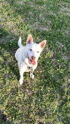 Reunited Male Dog last seen 3rd St Rosenberg Tx, Rosenberg, TX 77471