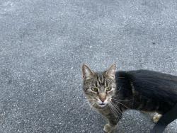 Lost Female Cat last seen Long bridge road, Allamuchy Township, NJ 07838