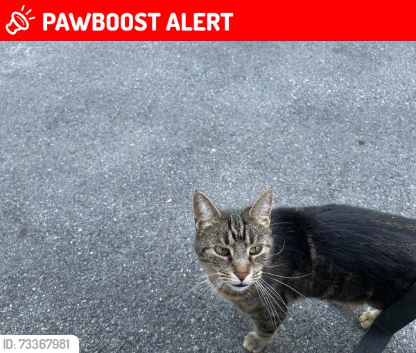 Lost Female Cat last seen Long bridge road, Allamuchy Township, NJ 07838