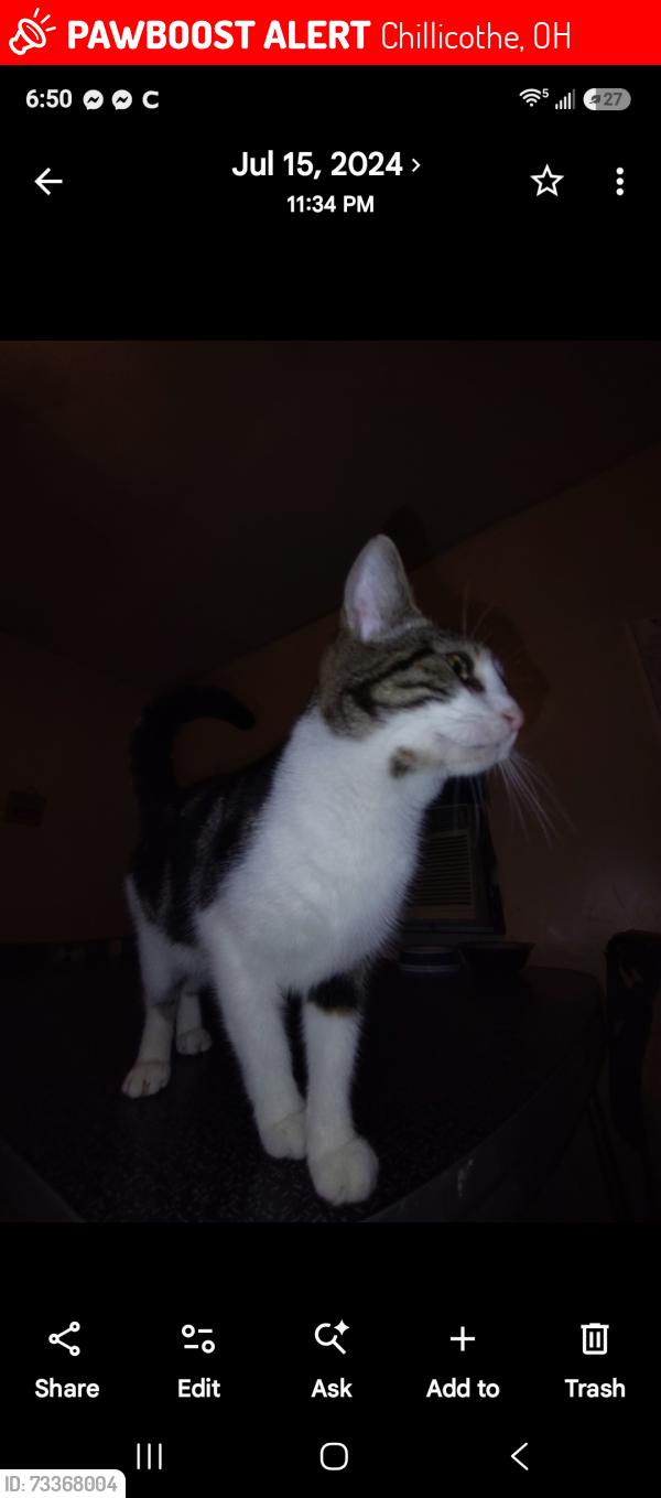Lost Female Cat last seen East water st, Chillicothe, OH 45601