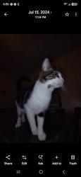 Lost Female Cat last seen East water st, Chillicothe, OH 45601