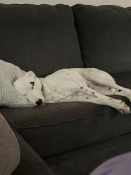 Reunited Male Dog last seen Saxon woods apt., McKinney, TX 75070