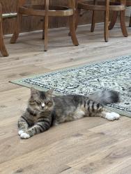 Reunited Male Cat last seen Sycamore, Bowden and Watsonville Rd, Santa Clara County, CA 95037