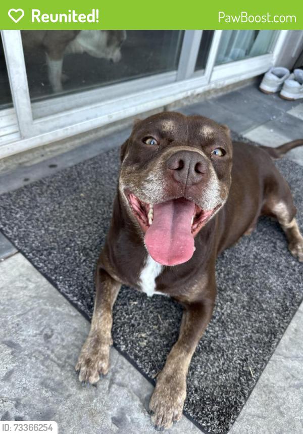 Reunited Male Dog last seen Jamacha blvd & Sweetwater road, Spring Valley, CA 91977
