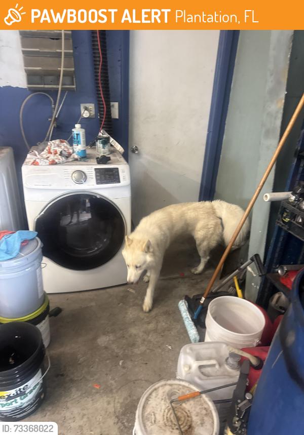 Found/Stray Male Dog last seen By Plantation Ford, Plantation, FL 33317
