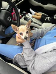 Found/Stray Male Dog last seen Halstead Ave, Palm Bay, FL 32907