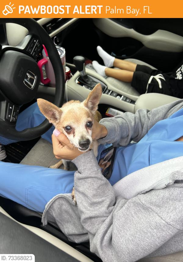 Found/Stray Male Dog last seen Halstead Ave, Palm Bay, FL 32907