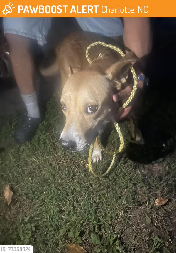 Found/Stray Female Dog last seen O depende boulevar, Charlotte, NC 28217