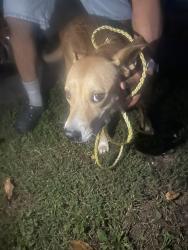 Found/Stray Female Dog last seen O depende boulevar, Charlotte, NC 28217