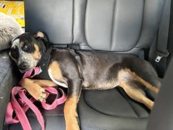 Found/Stray Female Dog last seen Near Piedmont Rd. NE, Atlanta, GA 30316, Atlanta, GA 30324