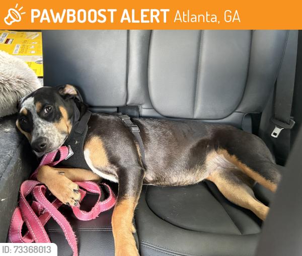 Found/Stray Female Dog last seen Near Piedmont Rd. NE, Atlanta, GA 30316, Atlanta, GA 30324
