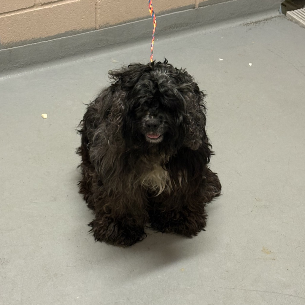 Shelter Stray Male Dog last seen , 2608 Center St, Tacoma, WA 98409, USA