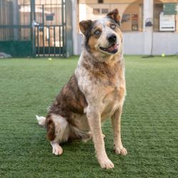 Shelter Stray Male Dog last seen , 361 S Raymond Ave, Pasadena, CA 91105, USA
