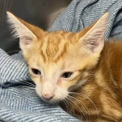 Shelter Stray Male Cat last seen , 4575 E Mesquite Ave, Palm Springs, CA 92264, USA