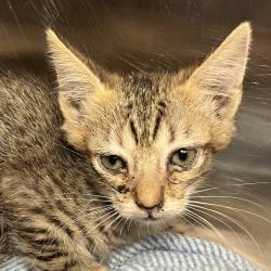 Shelter Stray Male Cat last seen , 4575 E Mesquite Ave, Palm Springs, CA 92264, USA