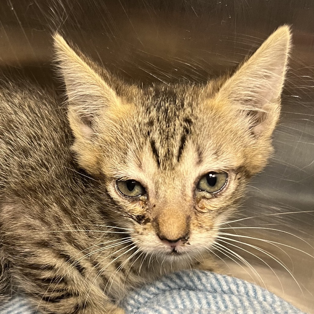 Shelter Stray Male Cat last seen , 4575 E Mesquite Ave, Palm Springs, CA 92264, USA