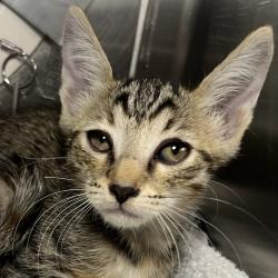 Shelter Stray Female Cat last seen , 4575 E Mesquite Ave, Palm Springs, CA 92264, USA