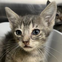 Shelter Stray Female Cat last seen , 4575 E Mesquite Ave, Palm Springs, CA 92264, USA