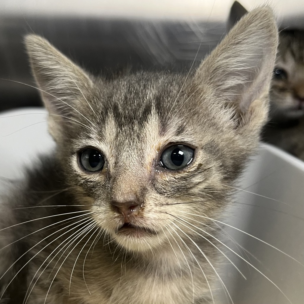 Shelter Stray Female Cat last seen , 4575 E Mesquite Ave, Palm Springs, CA 92264, USA