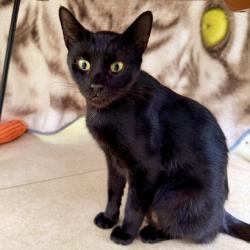 Shelter Stray Female Cat last seen , 3607 N Armenia Ave, Tampa, FL 33607, USA