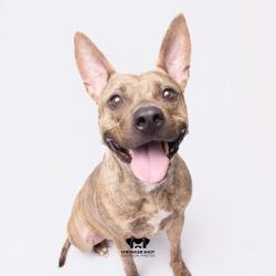 Shelter Stray Female Dog last seen , 3607 N Armenia Ave, Tampa, FL 33607, USA