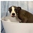 Shelter Stray Male Dog last seen , 3607 N Armenia Ave, Tampa, FL 33607, USA