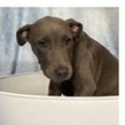 Shelter Stray Female Dog last seen , 3607 N Armenia Ave, Tampa, FL 33607, USA