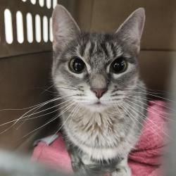 Shelter Stray Female Cat last seen , 3607 N Armenia Ave, Tampa, FL 33607, USA