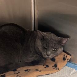 Shelter Stray Male Cat last seen , 3607 N Armenia Ave, Tampa, FL 33607, USA