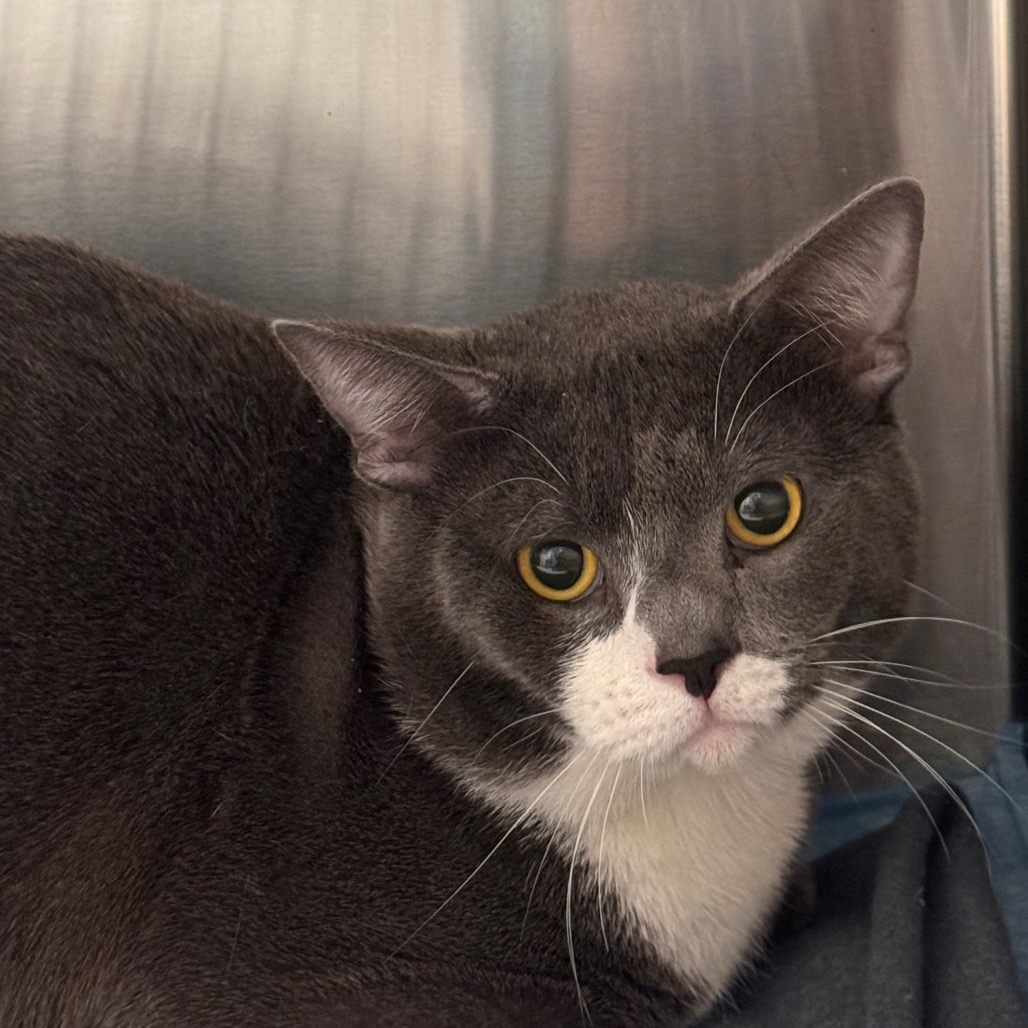 Shelter Stray Male Cat last seen , 3607 N Armenia Ave, Tampa, FL 33607, USA