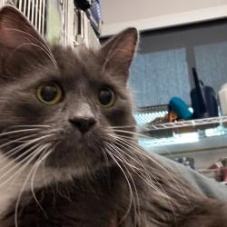 Shelter Stray Female Cat last seen , 3607 N Armenia Ave, Tampa, FL 33607, USA