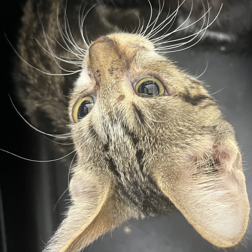 Shelter Stray Male Cat last seen , Animal Care & Control Team of Philly, 111 W Hunting Park Ave, Philadelphia, PA 19140, USA