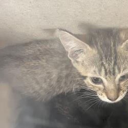 Shelter Stray Male Cat last seen , Animal Care & Control Team of Philly, 111 W Hunting Park Ave, Philadelphia, PA 19140, USA