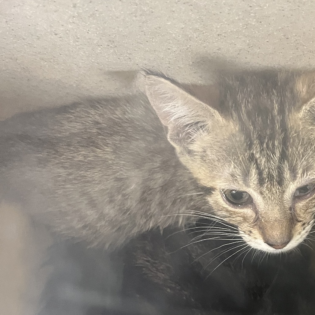 Shelter Stray Male Cat last seen , Animal Care & Control Team of Philly, 111 W Hunting Park Ave, Philadelphia, PA 19140, USA