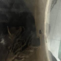 Shelter Stray Male Cat last seen , Animal Care & Control Team of Philly, 111 W Hunting Park Ave, Philadelphia, PA 19140, USA
