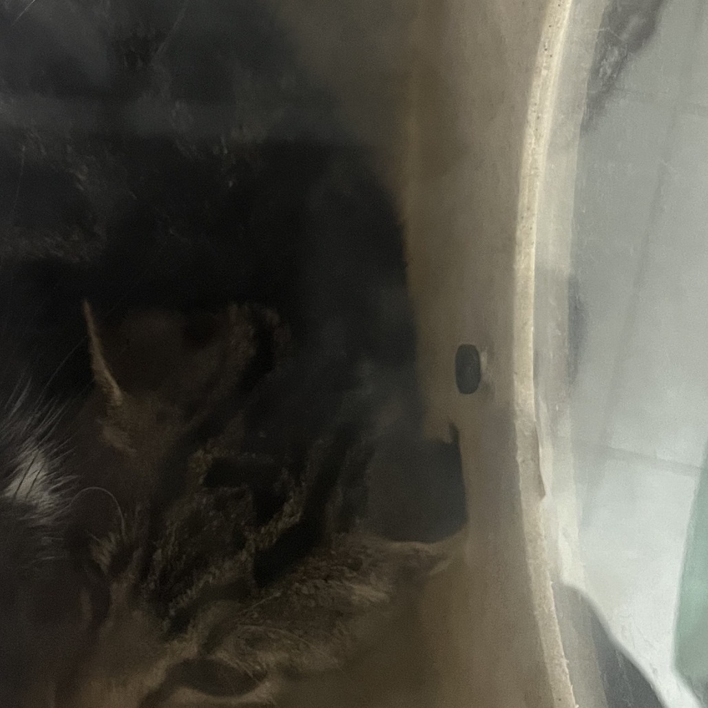 Shelter Stray Male Cat last seen , Animal Care & Control Team of Philly, 111 W Hunting Park Ave, Philadelphia, PA 19140, USA
