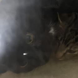 Shelter Stray Male Cat last seen , Animal Care & Control Team of Philly, 111 W Hunting Park Ave, Philadelphia, PA 19140, USA