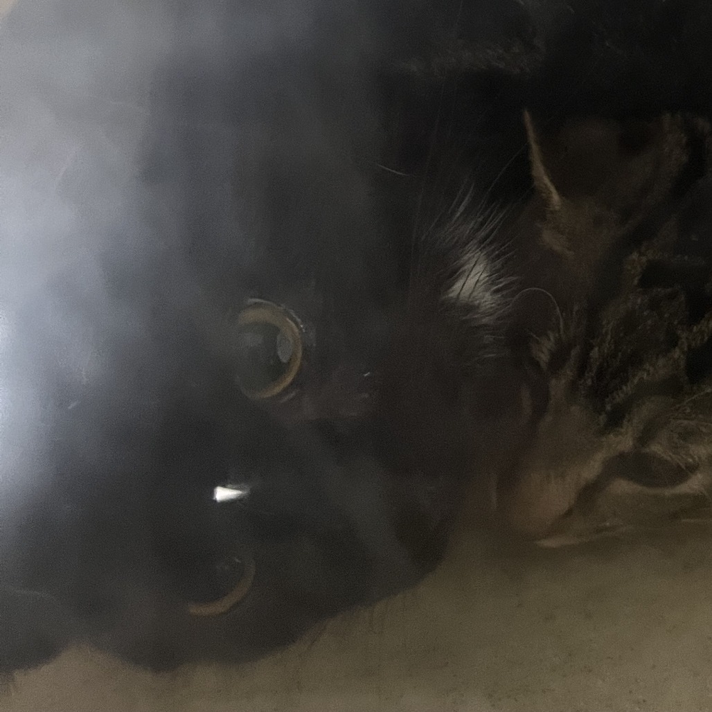 Shelter Stray Male Cat last seen , Animal Care & Control Team of Philly, 111 W Hunting Park Ave, Philadelphia, PA 19140, USA