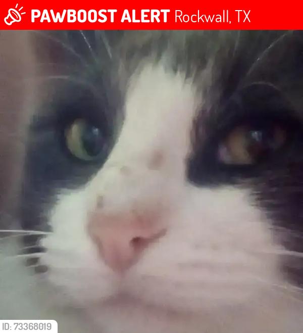 Lost Male Cat last seen Near cayden ct fate TX, Rockwall, TX 75087