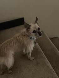 Lost Female Dog last seen Sodo, Seattle, WA 98108