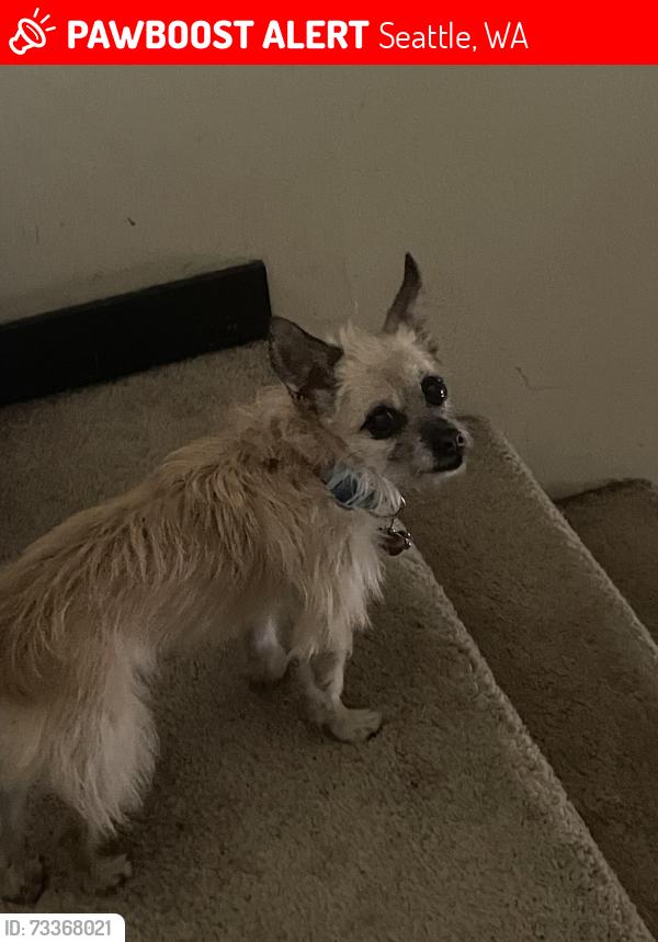 Lost Female Dog last seen Sodo, Seattle, WA 98108