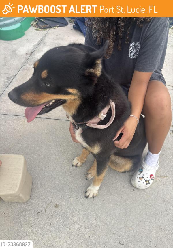 Found/Stray Female Dog last seen Crosstown and Airoso Blvd, Port St. Lucie, FL 34986