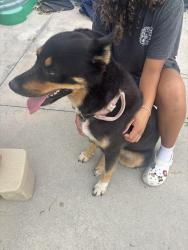 Found/Stray Female Dog last seen Crosstown and Airoso Blvd, Port St. Lucie, FL 34986