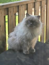 Lost Male Cat last seen Mississauga Valley Blvd, Mississauga, ON L5A 3M2