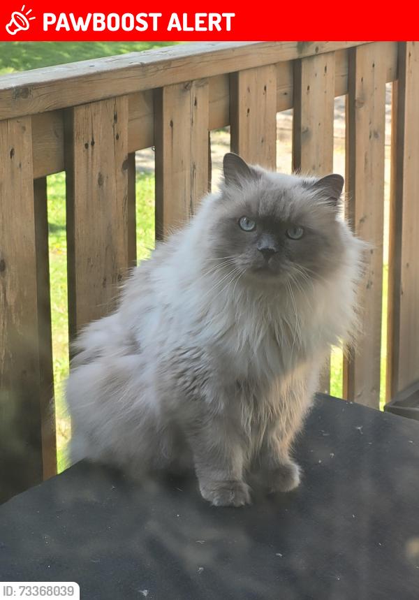 Lost Male Cat last seen Mississauga Valley Blvd, Mississauga, ON L5A 3M2