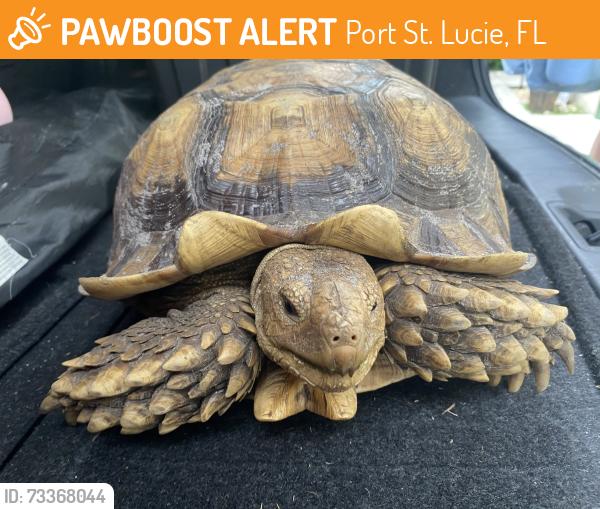 Found/Stray Male Reptile last seen Homeland rd and CherryHill rd, Port St. Lucie, FL 34953