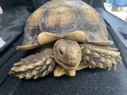 Found/Stray Male Reptile last seen Homeland rd and CherryHill rd, Port St. Lucie, FL 34953