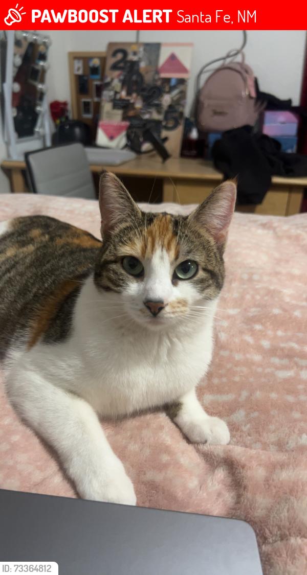 Lost Female Cat last seen Sierra Vista Neighborhood, Santa Fe, NM 87507